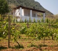 Malvasia Vineyard